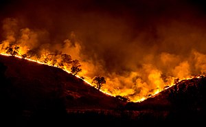 تصویر از آتش به ۱۴۶ هکتار از اراضی کشاورزی بیجار خسارت زد.