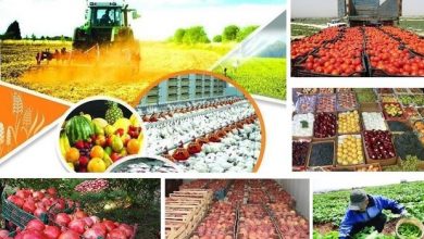 تصویر از ۶۰ هزار تن محصولات کشاورزی از زنجان صادر شده است