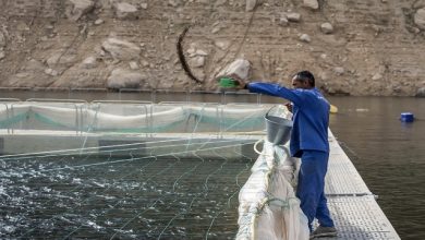 تصویر از تأمین کودهای ماکرو مورد نیاز شیلات استان بوشهر