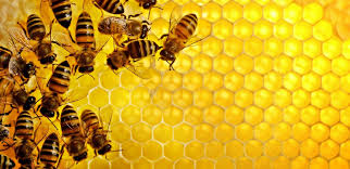 تصویر از انحطاط زنبورها؛ هشدار حشره شناسان درباره نابودی زنبورها