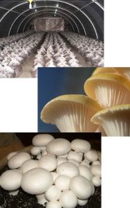 تولید سالانه بیش از ۳ هزار تن قارچ خوراکی در آذربایجان غربی