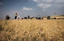تصویر از آغاز برداشت ۲۶۰۰ تن نخود از مزارع شهرستان مهاباد