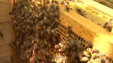 تصویر از همت بلند جانباز نجف آبادی در تولید عسل
