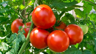 تصویر از اثرات مصرف بهینه کود در افزایش عملکرد گوجه فرنگی