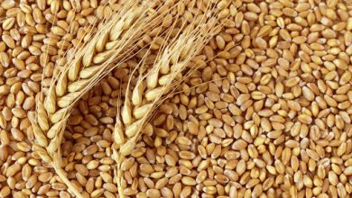 تصویر از ۱۷۵ هزار تن گندم از کشاورزان استان قزوین خریداری شد