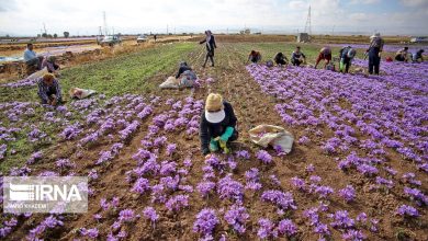 تصویر از کشاورزی خراسان رضوی سربلند در حصار چالش‌ها