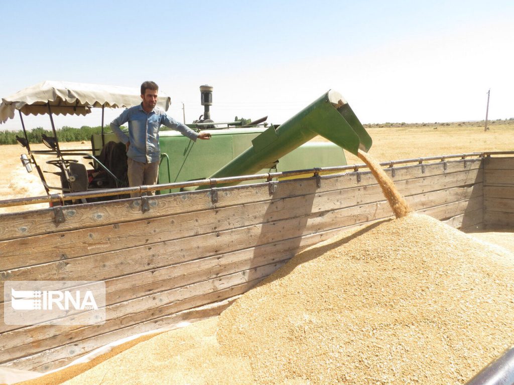 حدود ۱۵۰۰ تن گندم‌ بذری از کشاورزان سیستان و بلوچستان خریداری شد