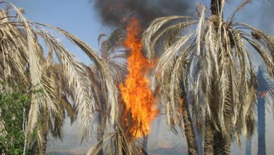 تصویر از آتش به جان نخلستان‌های روستای هیچان افتاد