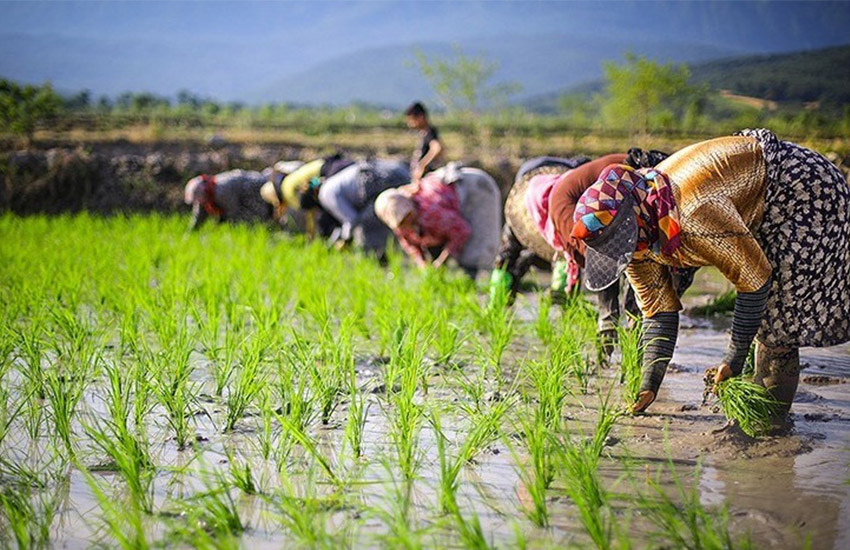 آغاز برداشت برنج در شهرستان خاش