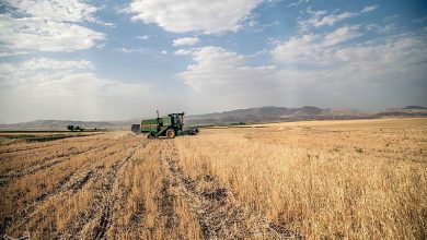 تصویر از پیش بینی رشد سالانه ۲.۷ درصدی بخش کشاورزی ایران تا ۲۰۲۴/ عبور تولید گندم ایران از مرز ۱۸ میلیون تن