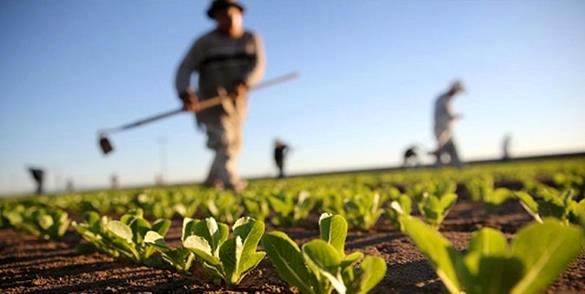 راه اندازی کلینیک کسب و کار کشاورزی در کاشمر