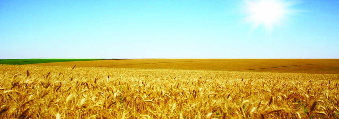 کشاورزی با ثبات‌ترین حوزه در مقابله با تحریم است