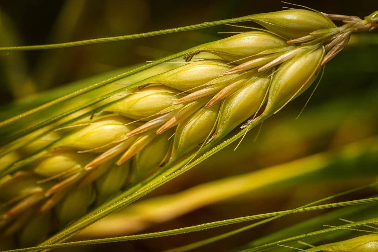 ۵ میلیون تن گندم کشاورزان را امسال بخش خصوصی می‌خرد