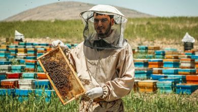 تصویر از پرداخت ۱۳ میلیارد ریال تسهیلات به زنبورداران جدید