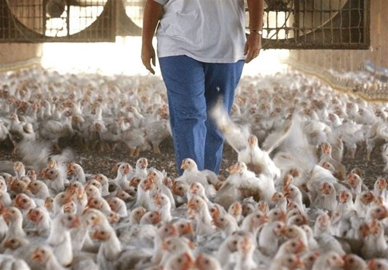 جریمه ۲۴ میلیارد تومانی مرغداران متخلف در تهران/ ۹۰ درصد نهاده های توزیعی وارد بازار آزاد شد
