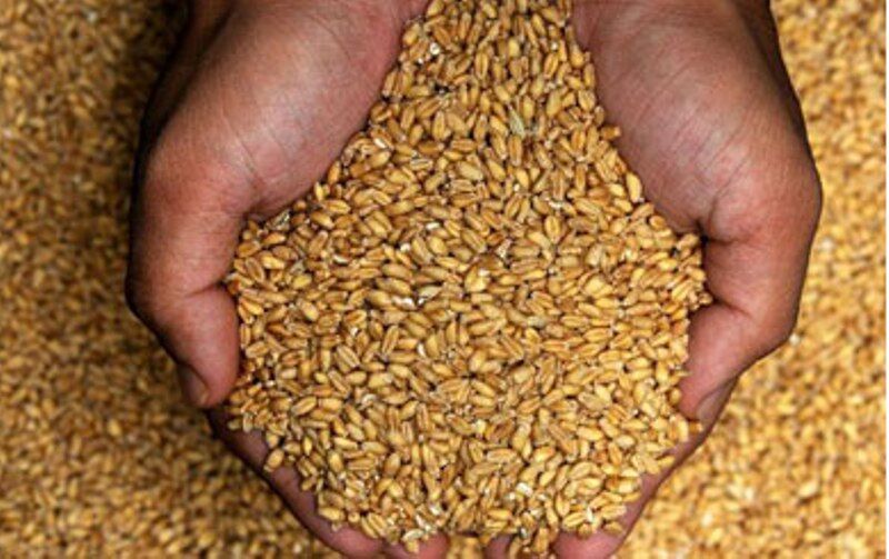 ۱۵۲ تُن بذر کشاورزی در دامغان توزیع می‌شود.