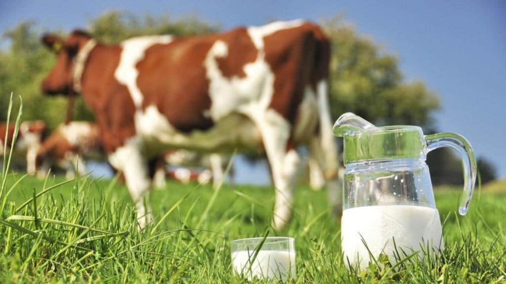 قیمت شیر خام ۵۵ درصد افزایش یافت+سند