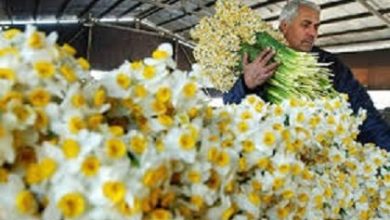 تصویر از صادرات هشت هزار و ۲۸۱ اصله گل و گیاه از بندر نوشهر