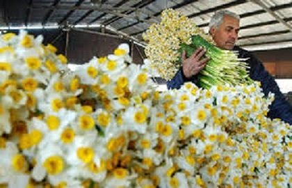 صادرات هشت هزار و ۲۸۱ اصله گل و گیاه از بندر نوشهر