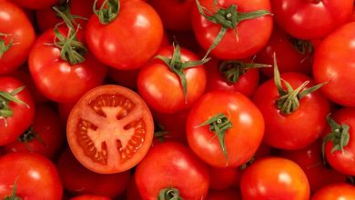 تصویر از کاهش قیمت گوجه به ۴ هزارتومان تا ۲ هفته آینده