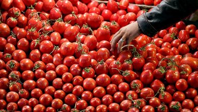 تصویر از تولید گوجه‌فرنگی در شهرستان کوثر کاهش یافت