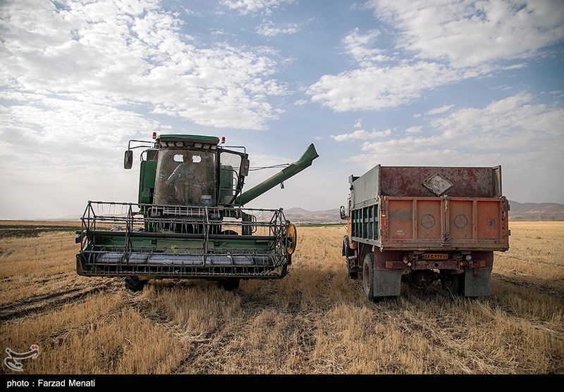 لزوم بازبینی نرخ خرید تضمینی گندم/ قیمت گندم در کشورهای همسایه ۴۵ درصد گران تر از ایران است