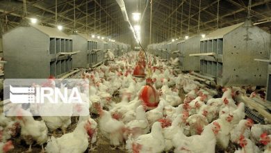 تصویر از «مرغ ایرانی» |فائو: تولید مرغ چاق صرفه اقتصادی ندارد