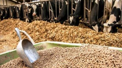 تصویر از برنامه‌ جدید وزارت جهاد کشاورزی برای خودکفایی در دانه‌های روغنی و خوراک دام/ طرح کاهش واردات ذرت به ۳.۵ میلیون تن