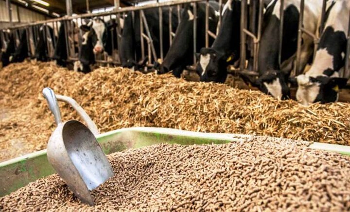 برنامه‌ جدید وزارت جهاد کشاورزی برای خودکفایی در دانه‌های روغنی و خوراک دام/ طرح کاهش واردات ذرت به ۳.۵ میلیون تن