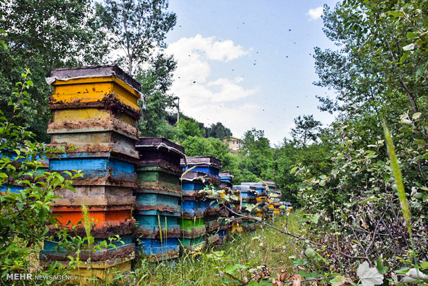 آغاز کوچ زنبورداران سوادکو‌ه‌شمالی به جنوب‌ کشور/ فعالیت 703 زنبور دار.