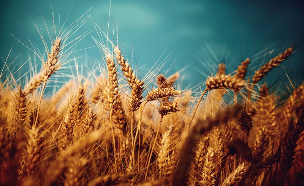 چرا کشاورزان خراسان رضوی نسبت به کشت گندم بی میل شدند؟