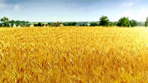 تولید گندم آبی ۷.۴ درصد و گندم دیم ۳.۷ درصد افزایش یافت.