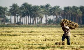 همکاری های کشاورزی بین ایران و عراق باید توسعه یابد