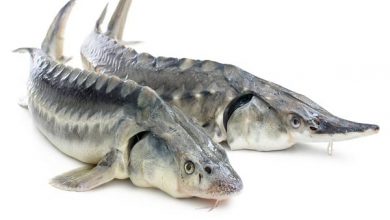 تصویر از صید تجاری ماهیان خاویاری در سال ۲۰۲۱ ممنوع شد