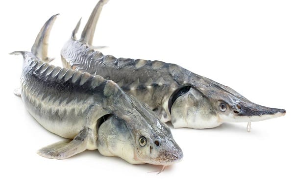 صید تجاری ماهیان خاویاری در سال ۲۰۲۱ ممنوع شد.