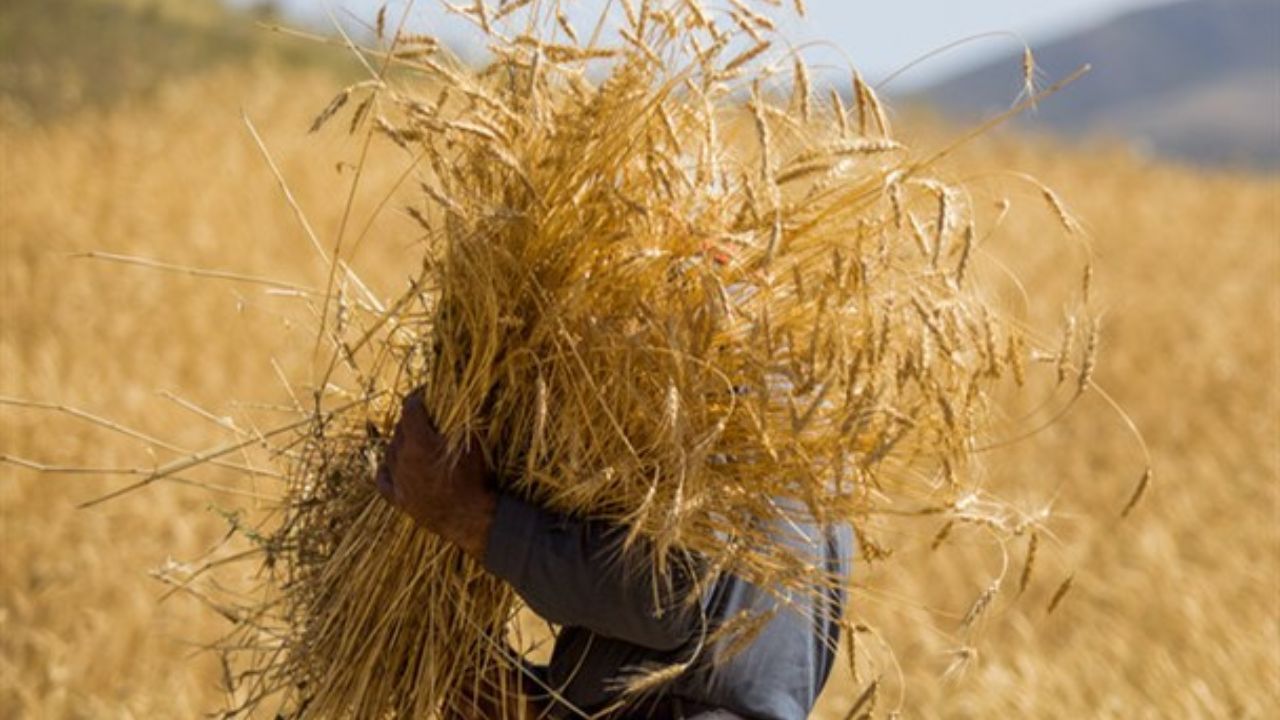 افزایش ۴ درصدی برداشت گندم نسبت به سال گذشته