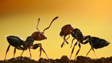 تصویر از همکاری سودمند مورچه‌ها با گیاهان