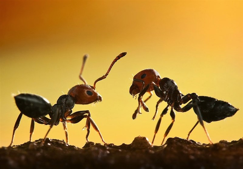 همکاری سودمند مورچه‌ها با گیاهان