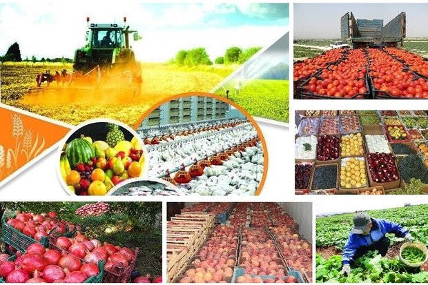 ۶۰ هزار تن محصولات کشاورزی از زنجان صادر شده است