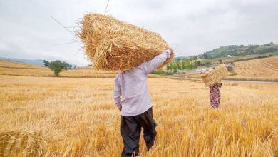 تصویر از بی رغبتی کشاورزان به فروش گندم با نرخ هزار و 700 تومان به دولت