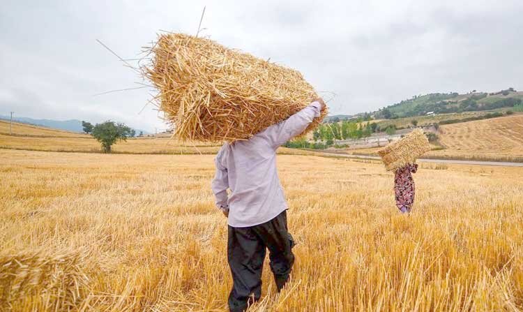 بی رغبتی کشاورزان به فروش گندم با نرخ هزار و 700 تومان به دولت