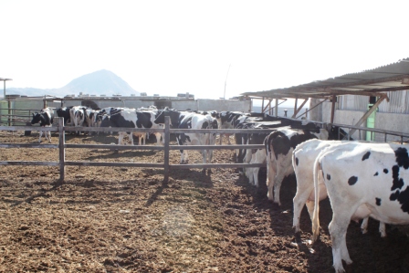 تولید بیش از ۳۵ هزار تن شیر در خراسان جنوبی
