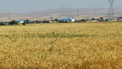 تصویر از طرح پایلوت تغذیه کودی کشت گندم در مزرعه منتخب استان همدان