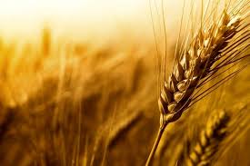 تامین کود برای 9000 هکتار مزارع گندم در ساری