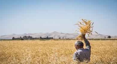 تصویر از پیش بینی برداشت ۲۸۹ هزار تن گندم در اصفهان