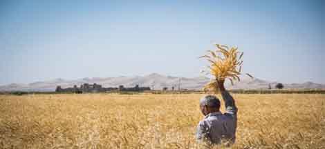 پیش بینی برداشت ۲۸۹ هزار تن گندم در اصفهان