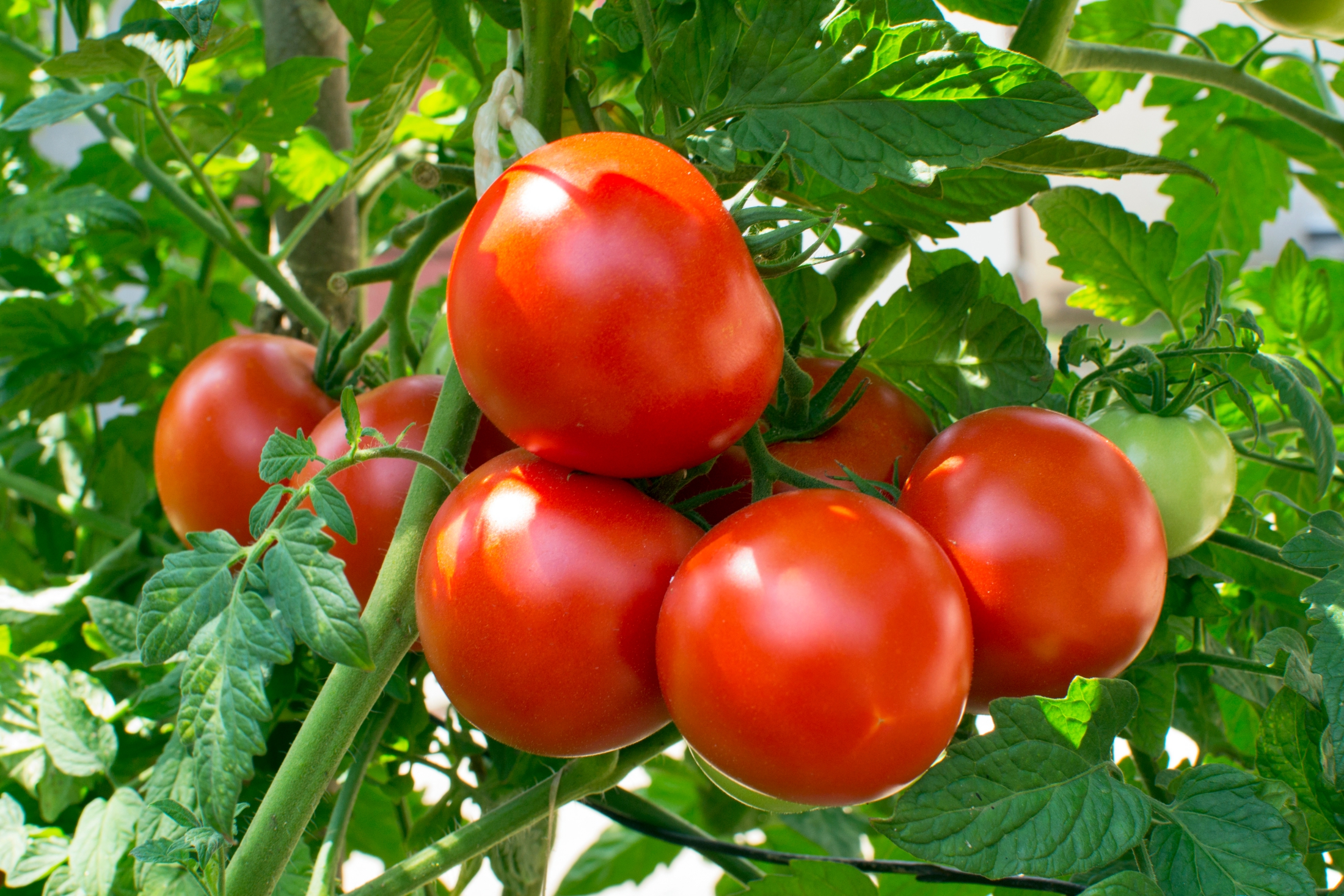اثرات مصرف بهینه کود در افزایش عملکرد گوجه فرنگی