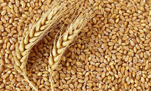 ۱۷۵ هزار تن گندم از کشاورزان استان قزوین خریداری شد