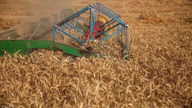 تصویر از خرید گندم مازاد بر نیاز کشاورزان از ۷.۱ میلیون تن فراتر رفت