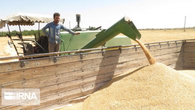 تصویر از حدود ۱۵۰۰ تن گندم‌ بذری از کشاورزان سیستان و بلوچستان خریداری شد
